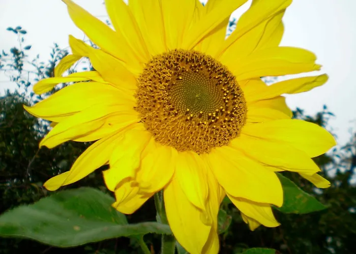 Grosser Feldblick Todendorf auf Fehmarn